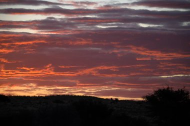 Güzel bir günbatımının dikey çekimi. Ağaçlar ve bulutlar tarlada.