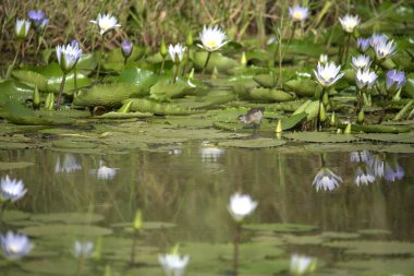Nilüfer ve nilüfer.