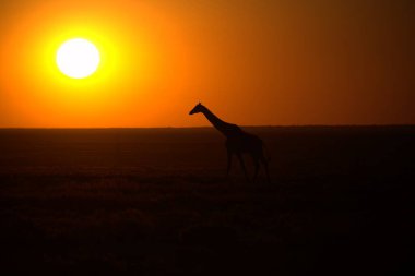 Kenya savanasında zürafa