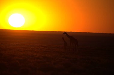 Günbatımı ışığında zürafa, Afrika