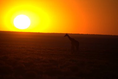 Çölde güzel bir gün batımı