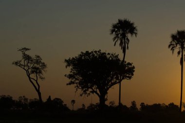 Gün batımında palmiye ağaçlarının silueti