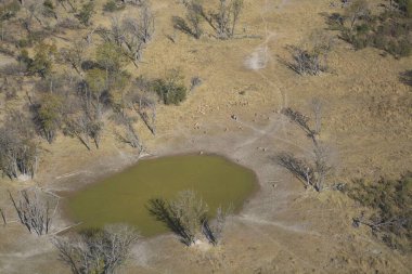 Ormandaki küçük bir nehrin havadan görünüşü