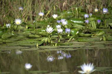 Gölette nilüfer çiçeği