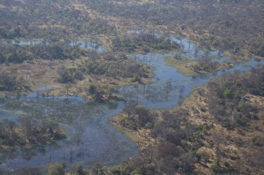 Sabah orman nehrinin havadan görüntüsü.