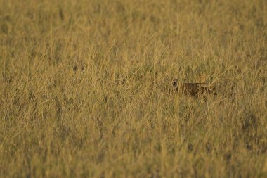 Vahşi doğada bir geyik