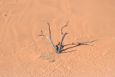 Sahara 'nın ortasındaki çöl..