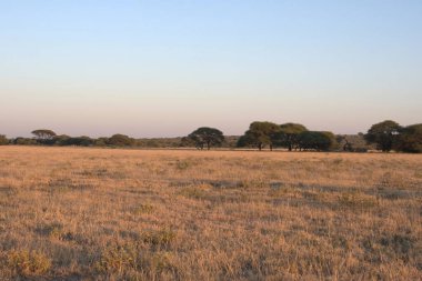 Savanadaki Afrika çalılarının güzel manzarası.