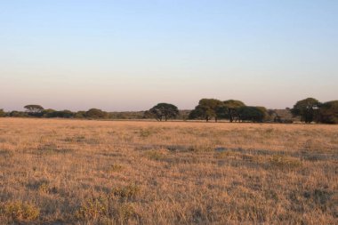 Savananın Afrika manzarası