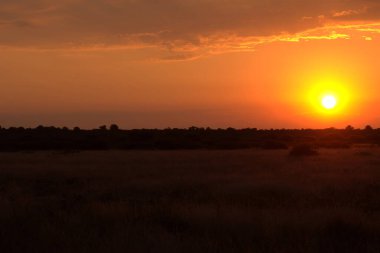 Ağaçların siluetleriyle güzel bir günbatımı