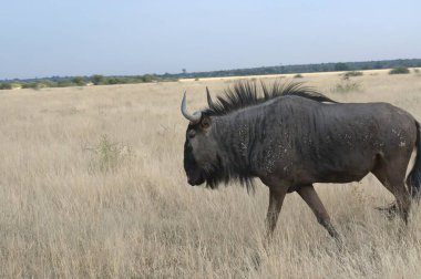 Kenya savanındaki antiloplar