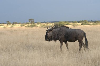 Siyah antilop (tachachaus dechaus taurinus )