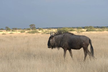 Güney Afrika savanasında yürüyen büyük bir vahşi hayvan (connoetus tachaus)..