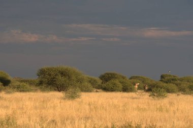 Tarlada bir ağacı olan güzel bir manzara.