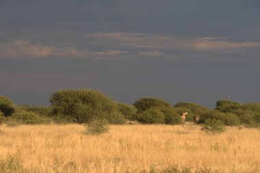 Doğal manzaranın güzel manzarası