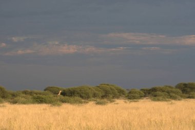 Doğanın güzel manzarası