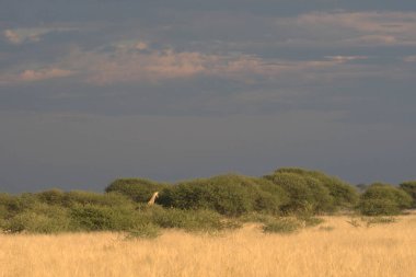 Arka planda bulutlu bir gökyüzü olan bir tarlada ağaçla manzaralı bir manzara