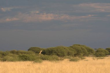 Bulutlu gökyüzünün altındaki bir kuşun güzel bir görüntüsü.