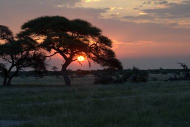 Çölde güzel bir günbatımının dikey çekimi.