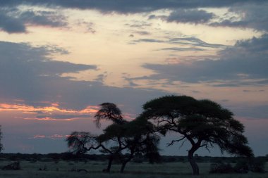 Savanada gün batımı