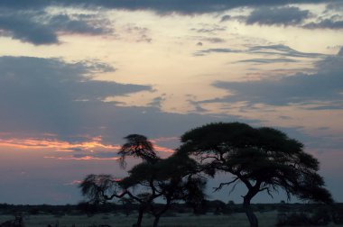 Ağaçlı ve bulutlu Afrika manzarası