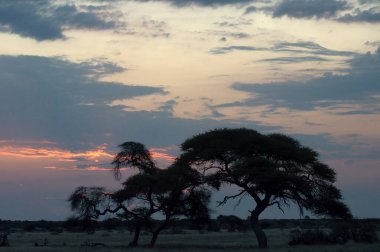 Güney Afrika 'daki Kruger Ulusal Parkı' nda gün batımı