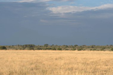 Kuru otlar ve ağaçlarla dolu büyük bir tarla.