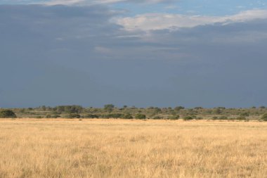 Savananın ortasında bir Afrika savanası manzarası.