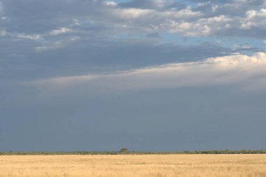 Savananın güzel manzarası
