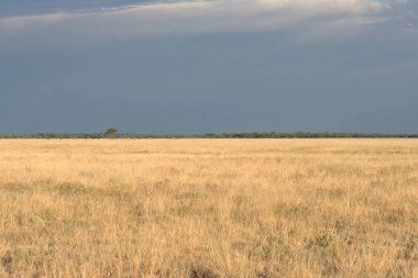 Akşamları çimlerin beyaz tarlasının güzel manzarası
