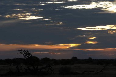 Savanada gün batımı, Kenya