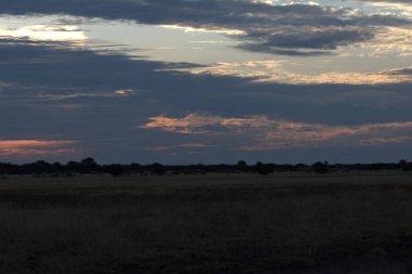 Bulutlu bir gökyüzünün altındaki tarlada güzel bir kuş görüntüsü.