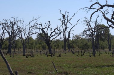 Gündüzleri ormandaki ağaçlar, bitki örtüsü ve çevre