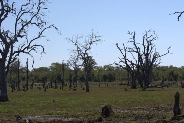 Botswana 'daki Afrika savanındaki ölü ağaçlar.