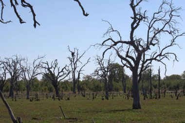 Yangından sonra kuru bir arazide ölü ağaçlar.