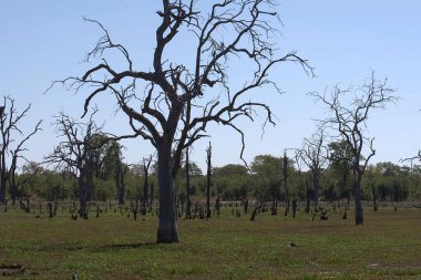 Ormanda ölü ağaçlar