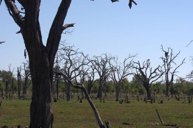 Botswana, Afrika savanındaki ölü ağaçlar.