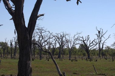the dead trees in the park