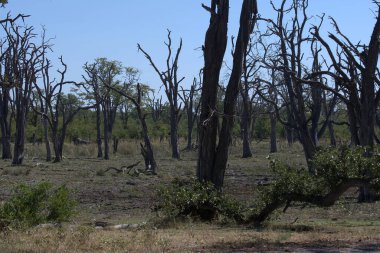 Savanadaki büyük çalı.