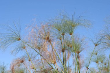 Bahçedeki güzel çiçekler