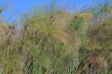 Güzel botanik fotoğrafı, doğal duvar kağıdı.