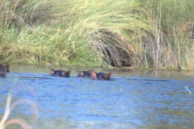 Nehirdeki amfibik suaygırı nehri.