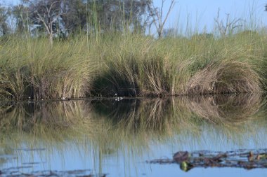 Kuzey İspanya 'da bir gölde sazlıklar