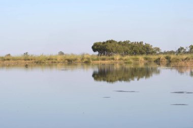 Ağaçları ve mavi gökyüzü olan güzel bir göl manzarası.