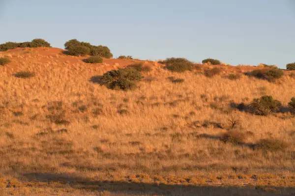 Çimen tarlası ve büyük kırmızı gökyüzü olan güzel bir manzara.