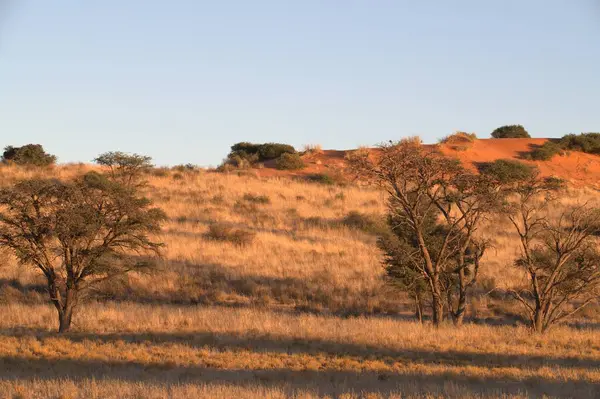 Afrika çalılarının güzel manzarası