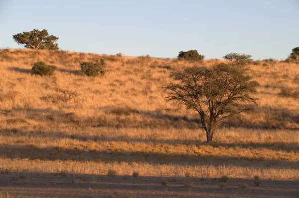 Tarlada bir ağacı olan güzel bir manzara.