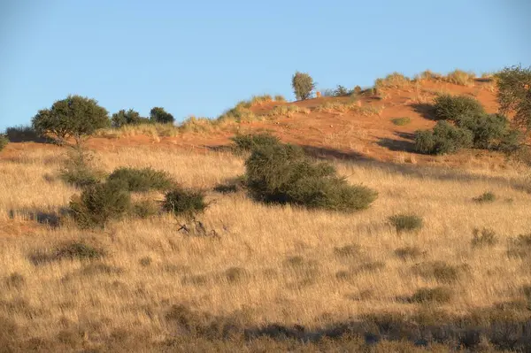 Ormanda bir ağacı olan güzel bir manzara.