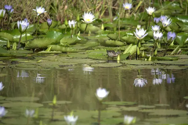 güzel beyaz bir çiçek su