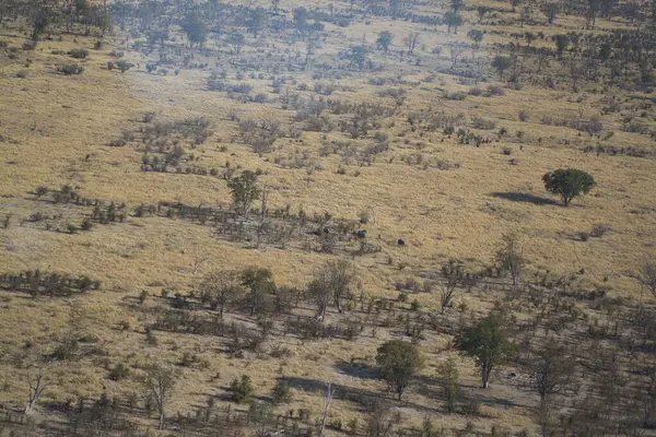 Savanadaki ölü ağaçların havadan görünüşü